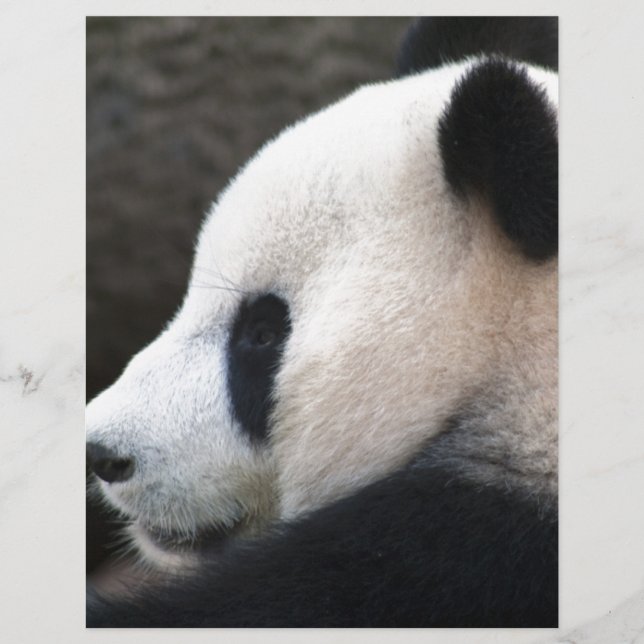 Panda Bear Hugs (Frente)