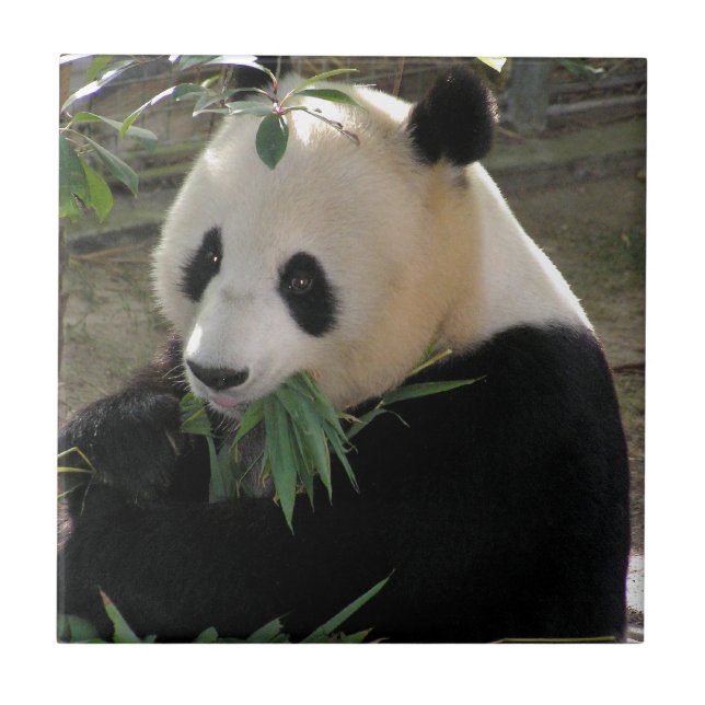 Panda Bear Hugs (Frente)