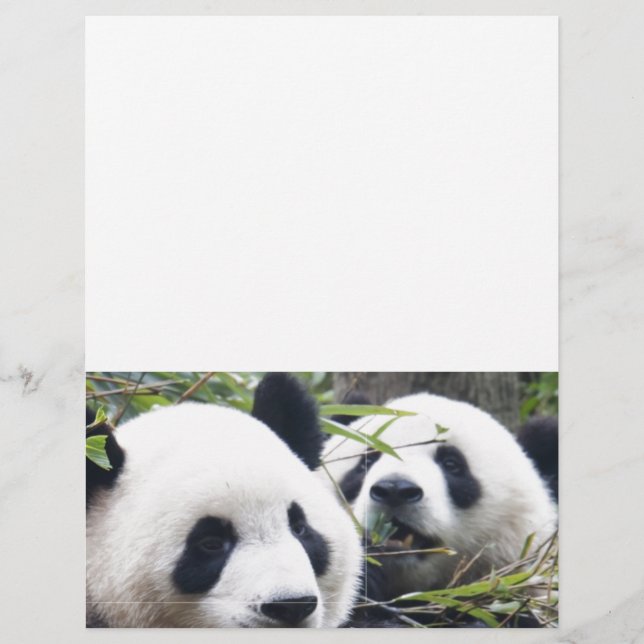 Panda Bears (Frente)