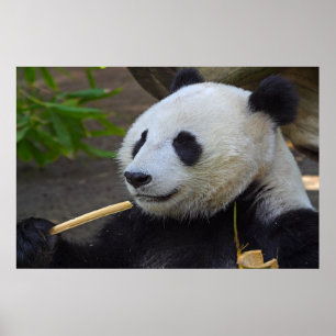 Panda comendo poster de bambu