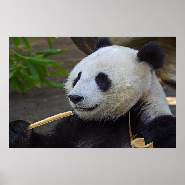 Panda comendo poster de bambu (Frente)