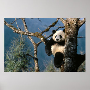 Panda em um poster 3 da árvore
