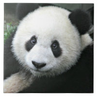 Panda Gigante Descansando em Prado Verde