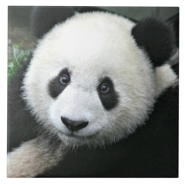 Panda Gigante Descansando em Prado Verde (Frente)