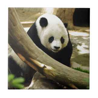 Panda gigante Gao Gao no jardim zoológico de San
