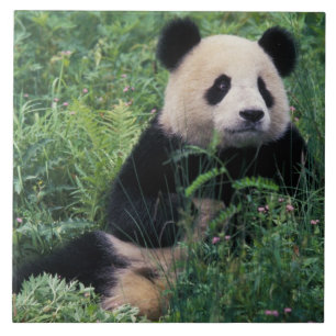 Panda gigante na grama, Wolong Valley, Sichuan