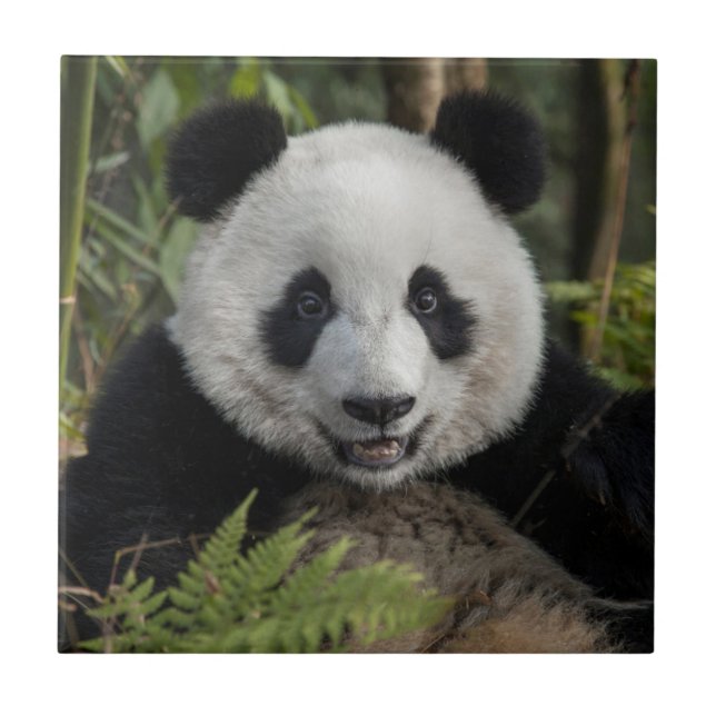 Panda jovem feliz, China (Frente)