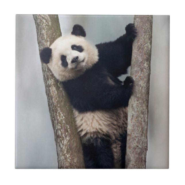 Panda jovem subindo em uma árvore, China (Frente)