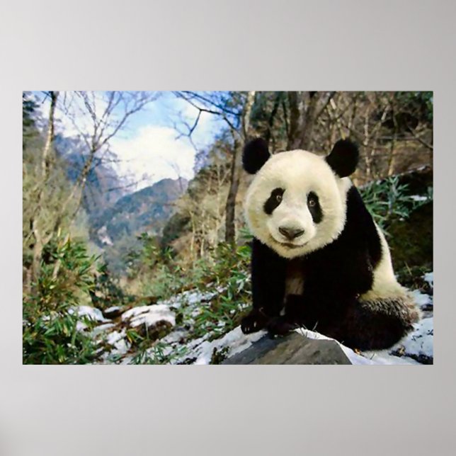 Panda na poster da montanha (Frente)