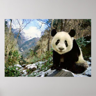 Panda no poster da montanha