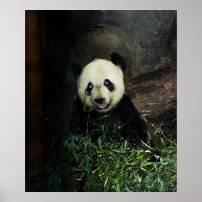 Panda Poster / Impressão (Frente)