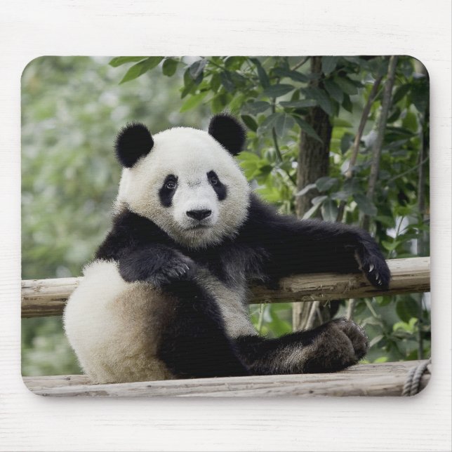 Panda Relax Time Mouse Pad (Frente)