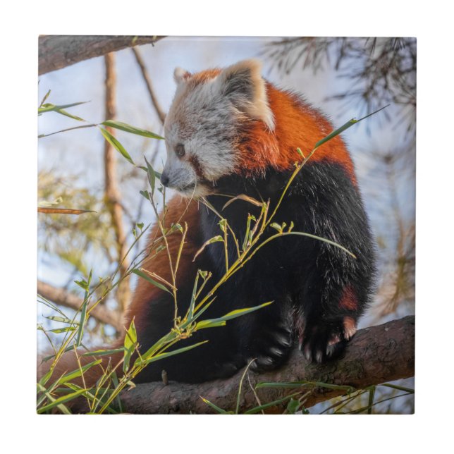 Panda vermelha (Frente)