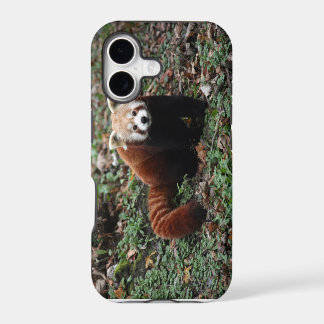 Panda vermelha