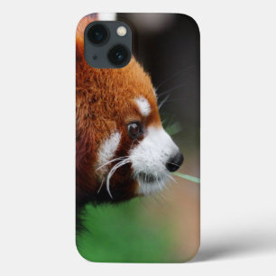 Panda vermelha