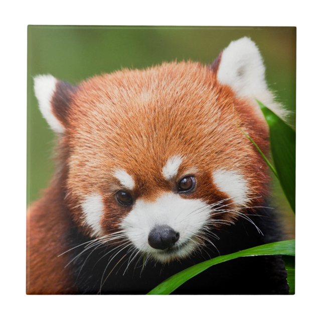 Panda Vermelho Fofo (Frente)