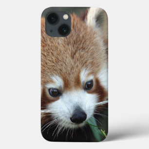 Panda-vermelho, Taronga Zoo, Sydney, Austrália