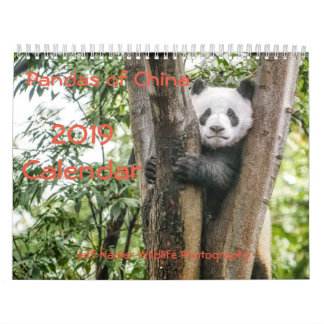 Pandas de China, calendário de parede 2019
