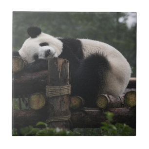 Pandas gigantes na Proteção do Panda Gigante