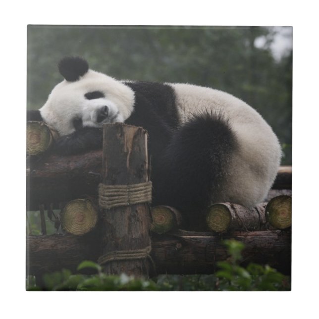 Pandas gigantes na Proteção do Panda Gigante (Frente)
