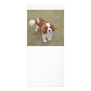 Panfleto Cheio Cavalier-king-charles-spaniel
