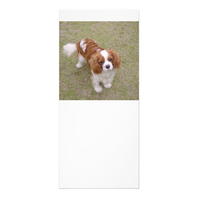 Panfleto Cheio Cavalier-king-charles-spaniel (Frente)