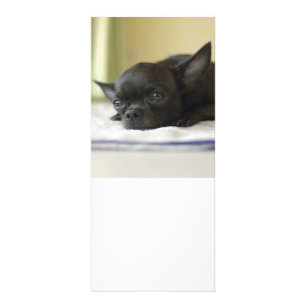Panfleto chihuahua preto