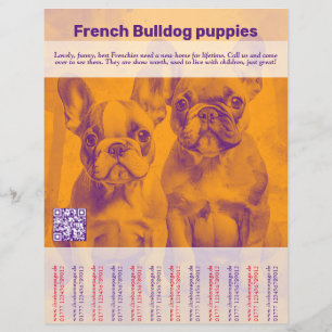 Panfleto de Filhote de Bulldog Francês