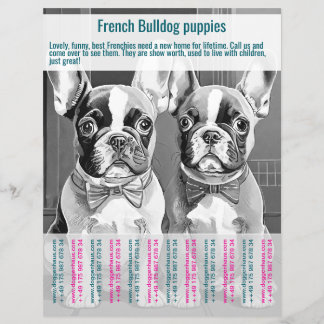 Panfleto de Filhote de Bulldog Francês