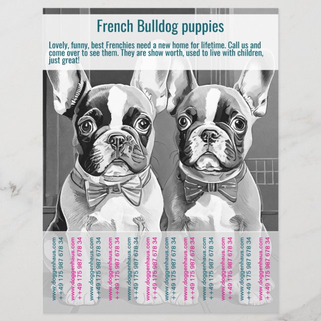 Panfleto de Filhote de Bulldog Francês  (Frente)