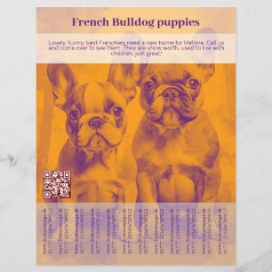 Panfleto de Filhote de Bulldogue Francês 