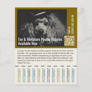 Panfleto de Poodle
