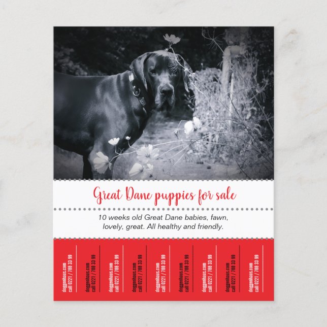 Panfleto de Venda de Filhotes (Frente)