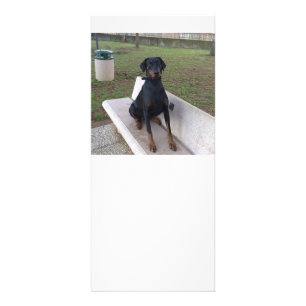 Panfleto doberman pincher sentado