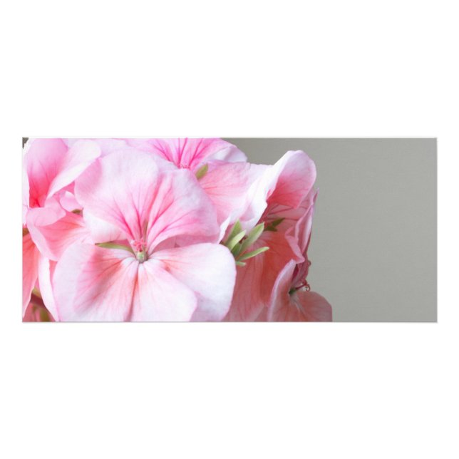 Panfleto Flor de gerânio rosa (Frente)