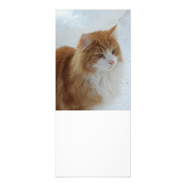 Panfleto Gato_da_Floresta_Norueguesa (Frente)