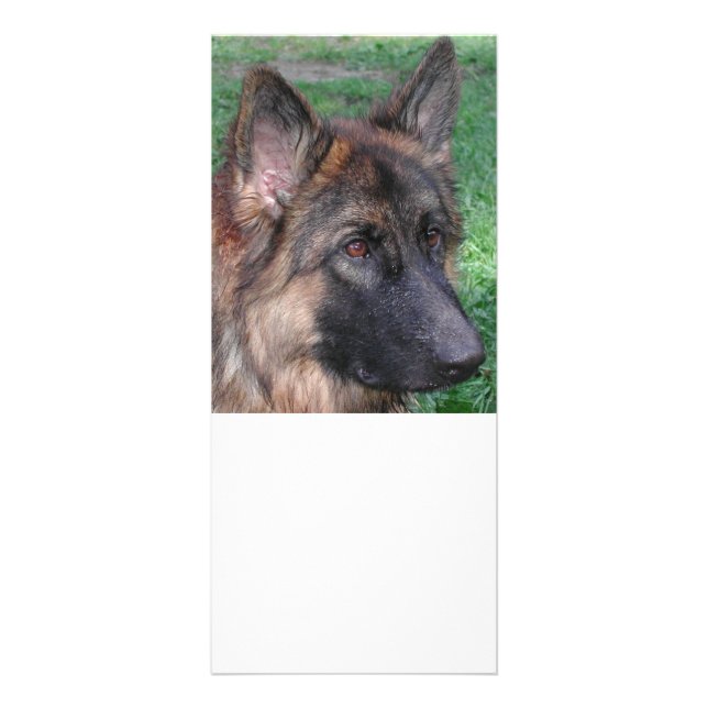 Panfleto german shepherd (Frente)