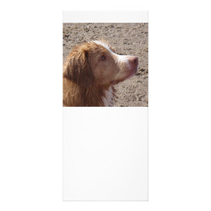 Panfleto Nova_Escócia_Duck_Tolling_Retriever