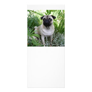 Panfleto pug sentado