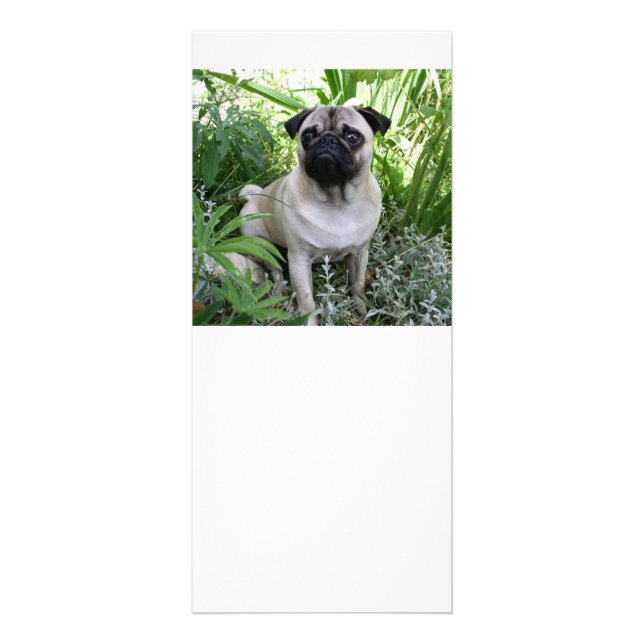 Panfleto pug sentado (Frente)