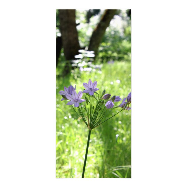 Panfleto Purple Wildflower Rack Card (Frente)