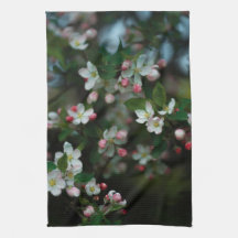 Blooming apple tree, moody spring