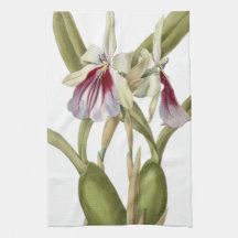 Miltonia Spectabilis - cozinha botânica de orquíde