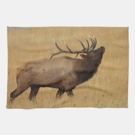 Panos De Prato Os alces de Bull com dirigem para trás