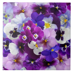 Pansias coloridas, flores bonito,