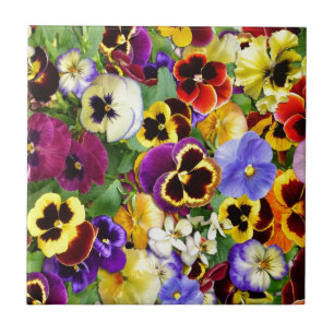 Pansies bonito