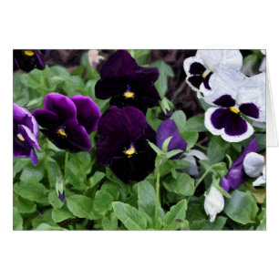 Pansies/pintura, cartão