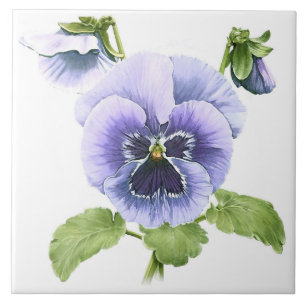 Pansies Roxas Flores Arte Botânica