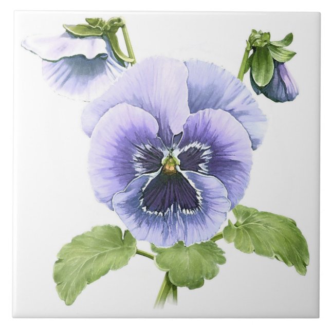 Pansies Roxas Flores Arte Botânica (Frente)