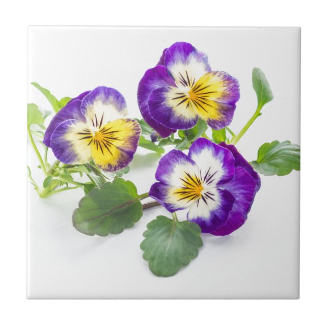 pansy (Frente)